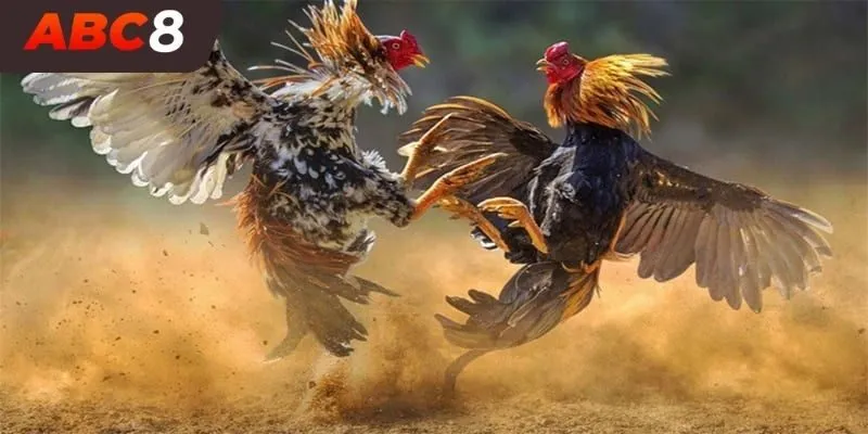 Mẹo chơi đá gà ABC8 giành được nhiều chiến thắng